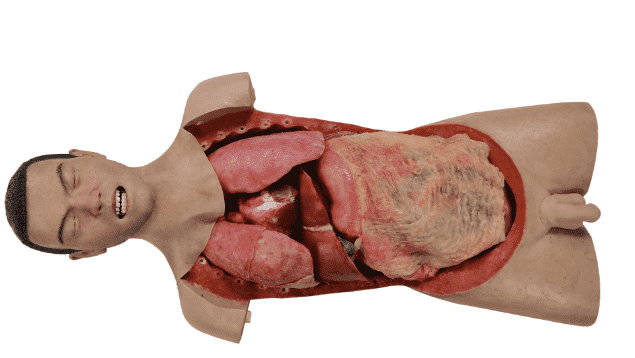 Laparotomy & Thoracotomy Damage Control Simulator